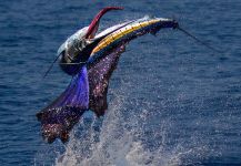 Frankie Marion 's Fly-fishing Photo of a Sailfish – Fly dreamers 