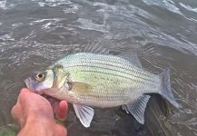 Max Sisson 's Fly-fishing Pic of a White Bass – Fly dreamers 
