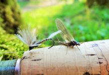 Interesting Fly-fishing Entomology Image shared by BERNET Valentin – Fly dreamers