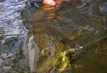 Michael Stack 's Fly-fishing Picture of a Loch Leven trout German – Fly dreamers 