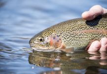 Fly-fishing Image of Rainbow trout shared by Fly Fishing Outfitters – Fly dreamers