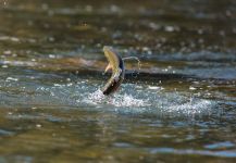 Fly Fishing Outfitters 's Fly-fishing Photo of a Rainbow trout – Fly dreamers 