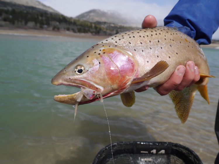 Skipped school one day last week for some ice out cutthroat, turned out to be a good decision. Even though the wind was terrible.