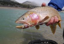  Fotografía de Pesca con Mosca de Native trout por Luke Alder – Fly dreamers 