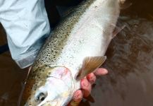  Fotografía de Pesca con Mosca de Steelhead compartida por Nate Fritts – Fly dreamers