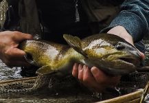 Fly-fishing Image of brown trout shared by Jean Sylvain Amy – Fly dreamers