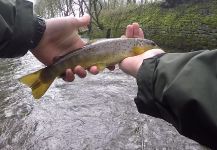 River Don, United Kingdom