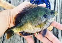 Fly-fishing Image of sort crappie shared by Caio  Junqueira – Fly dreamers