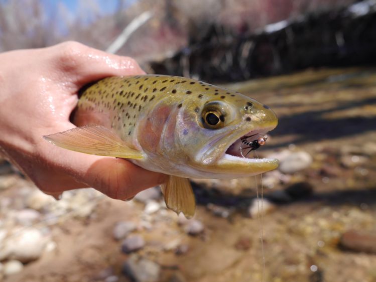 Found some pretty rainbows in Eastern Utah.