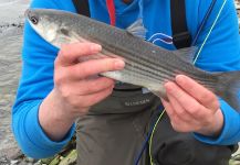 Mullet on the Fly