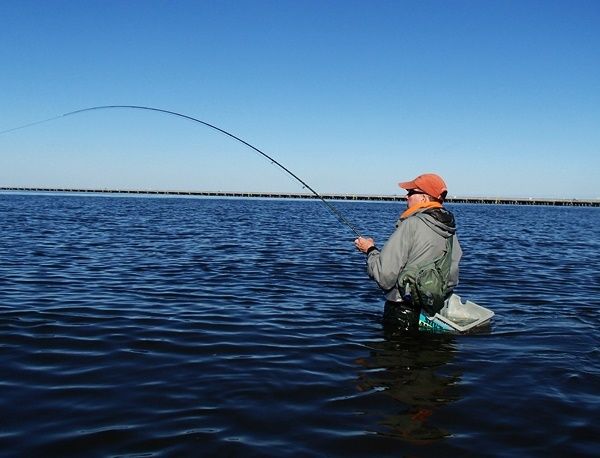 For the past three days it's been a war! Big bluefish have moved in down the street and they came for a fight.