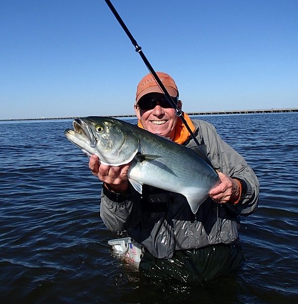 Fish ran 12 to 16 pounds, into the backing, gills flared as they jump and teeth to take off a finger.....yeah my kind of fishing.