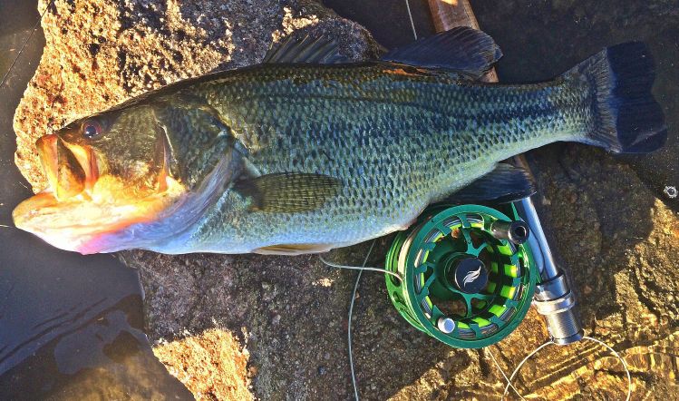 Taking advantage of a 3 day weekend! Nice bass on my 4 wt