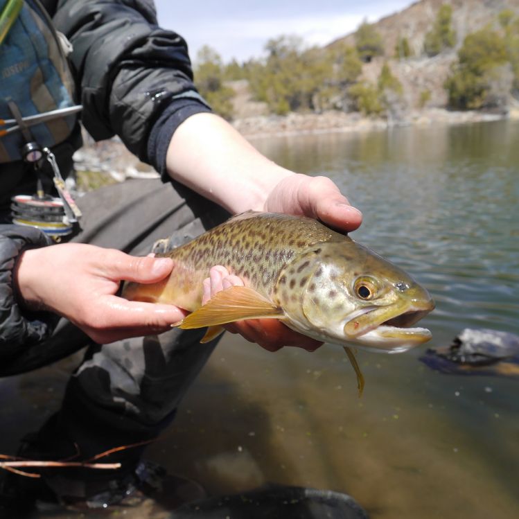 High mountain lakes are fishing well here in Utah