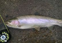 Fly-fishing Picture of Rainbow trout shared by Marcelo Ulises Girosa – Fly dreamers