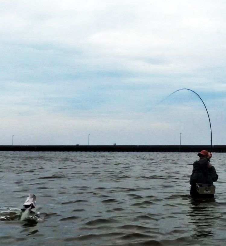 A bluefish fighting hard all the way to the hand. Big broad head, flared gills and a bad attitude.