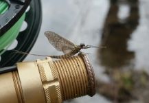 Stephane Geraud 's Fly-fishing Entomology Photo – Fly dreamers 