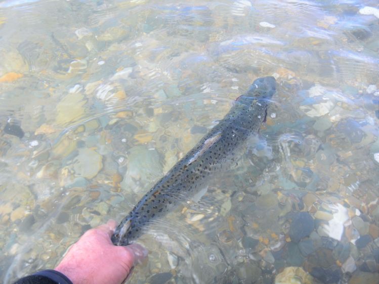 Chasing Salty Trout in Eire