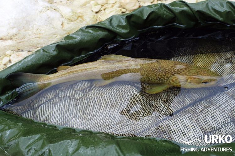 Marble trout ...
Lepena River is managed by Fisheries Research Institute of Slovenia