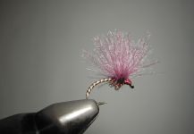 Agostino Roncallo 's Fly for Browns - Picture – Fly dreamers 