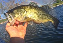 Fly-fishing Photo of bass wielkgebowy shared by Max Sisson – Fly dreamers 