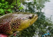  Foto de Pesca con Mosca de Trucha marmorata compartida por Jošt Hašaj - Sloflyfishing – Fly dreamers