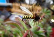 Juan Carlos Ahumada 's Fly for Rainbow trout -  Photo – Fly dreamers 