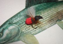 Agostino Roncallo 's Fly-tying for Grayling - Picture – Fly dreamers 