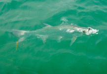 Scott Marr 's Fly-fishing Photo of a Tarpon – Fly dreamers 