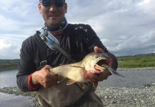  Foto de Atado para Lake trout compartida por Mike Lindsay – Fly dreamers