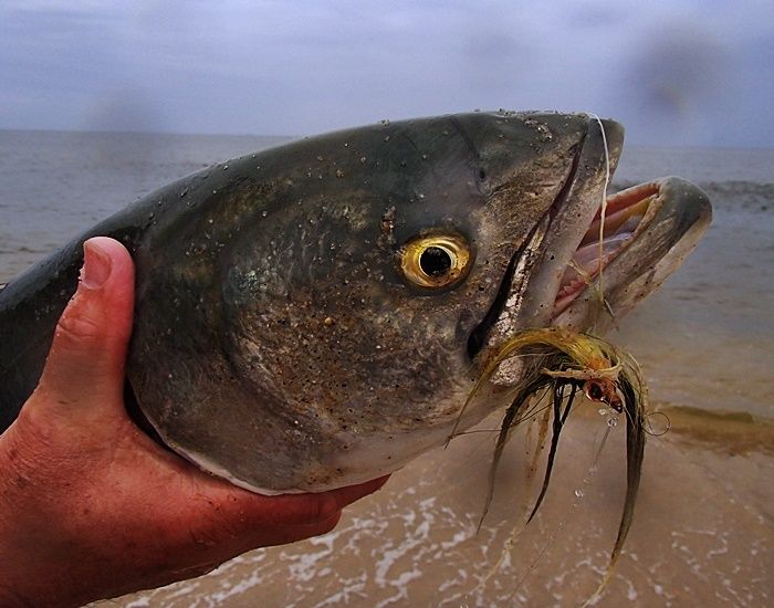 Landed, a quick photo then released.  Barbless hooks make it easy to not loose a finger!