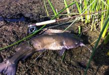  Fotografía de Pesca con Mosca de Vundu catfish por Brian Shepherd – Fly dreamers 