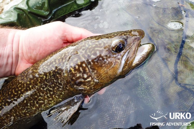 Wild marble trout #keepemwet Lepena River is managed by Fisheries Research Institute of Slovenia