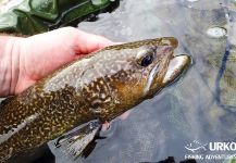 Uros Kristan 's Fly-fishing Photo of a Marble Trout – Fly dreamers 