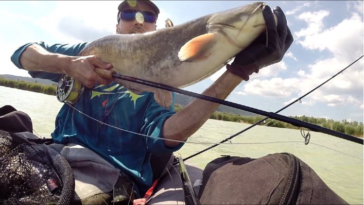 Wels catfish on the 10wt