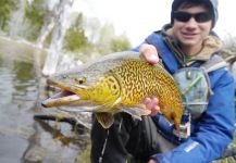 Luke Alder 's Fly-fishing Pic of a Tiger Trout – Fly dreamers 