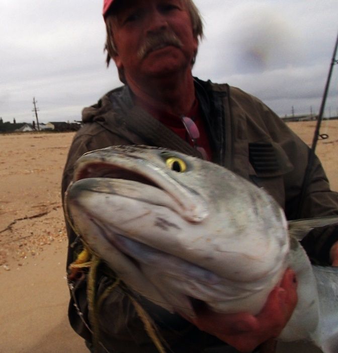 Another monster bluefish pushing the high teens. You could loose a finger in that mouth!