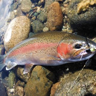 Lucas Amestoy - Fly fishing Guide | Fly dreamers directory