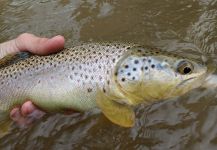  Foto de Pesca con Mosca de Trucha marrón por Luke Alder – Fly dreamers 