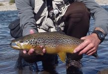  Foto de Pesca con Mosca de Salmo trutta por Emiliano Signorini – Fly dreamers 