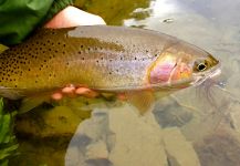  Foto de Pesca con Mosca de Black spotted trout por Kimbo May | Fly dreamers 