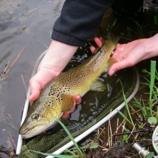 Wild trouts from Alsace, France