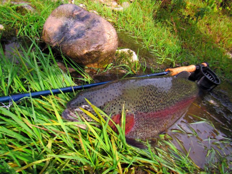 Properly catching and releasing a big trout