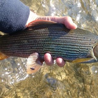 Foto de pesca con mosca