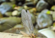 BERNET Valentin 's Cool Fly-fishing Entomology Picture – Fly dreamers 