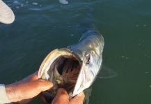 Chanan Chansrisuriyawong 's Fly-fishing Image of a Tarpon – Fly dreamers 