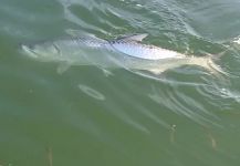 Chanan Chansrisuriyawong 's Fly-fishing Image of a Tarpon – Fly dreamers 