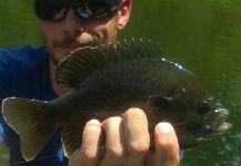 Aaron Schaeg 's Fly-fishing Catch of a sunfish – Fly dreamers 