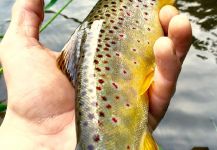  Fotografía de Pesca con Mosca de Salmo fario por David Henslin – Fly dreamers 