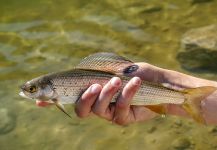  Foto de Pesca con Mosca de Thymallus arcticus por Luke Alder – Fly dreamers 